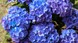 Гортензія крупнолиста Early Blue 3159 фото 2