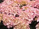 Гортензия крупнолистная Adula Pink 3167 фото 7