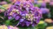Гортензія крупнолиста Frisbee Purple 3169 фото 4