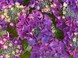 Гортензія крупнолиста Frisbee Purple 3169 фото 3