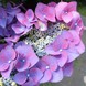 Гортензія крупнолиста Frisbee Purple 3169 фото 1