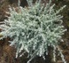 Геліхрізум Silver Mist 0559 фото 1