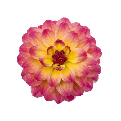 Жоржина Hypnotica Rose Bicolor 0941 фото