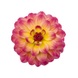 Жоржина Hypnotica Rose Bicolor 0941 фото 2