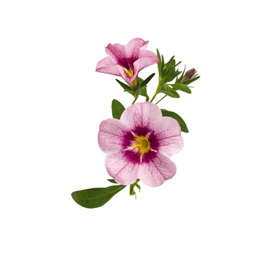 Калібрахоа Bloomtastic Rose Quartz 2728 фото