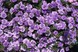 Калибрахоа MiniFamous Neo Double Loopy Lavender 3265 фото 1