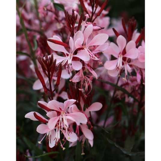 Гаура Graceful Light Pink контейнер P9 | Саженцы от Viola Kvity