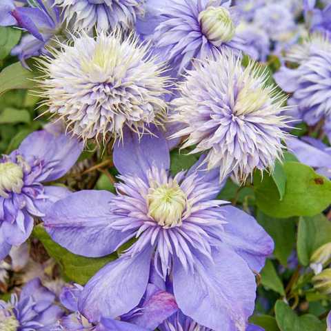 Клематис Блю Даймонд. (Clematis Blue Diamond) ІІ группа