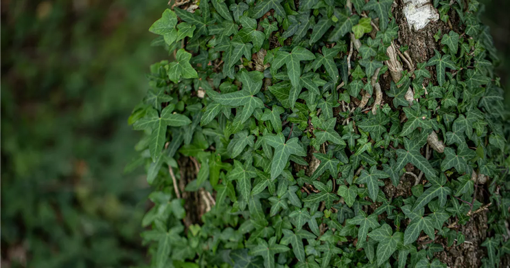 Плющ Sagittifolia, контейнер Р9