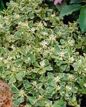 Саженец Пахисандра верхушечная Variegata