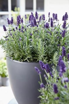 Саджанець Лаванда Valence Dark Violet