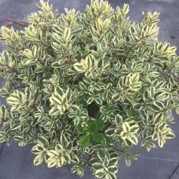 Хебе andersonii Variegata, контейнер С1,5