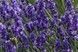 Саджанець Лаванда Valence Dark Violet