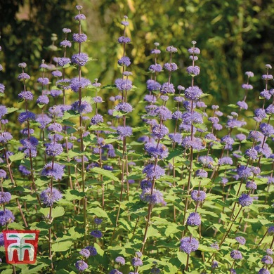 Кариоптерис кладонский Kew Bleu, контейнер Д10