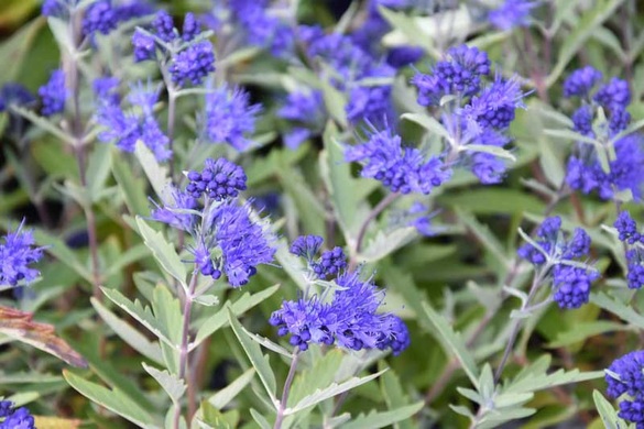 Кариоптерис кладонский Kew Bleu, контейнер Д10