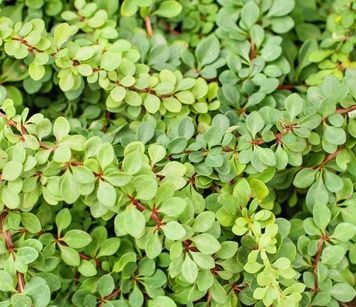 Саженец Барбарис тунберга Green Carpet