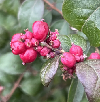 Саджанець Сніжноягідник Magical Winterberry