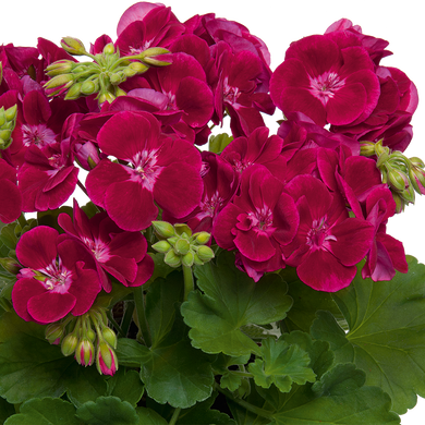 Пеларгония Зональная Flower Fairy® Velvet 3331 фото
