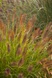 Пеннисетум лисохвостный National Arboretum 2797 фото 4