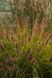 Пеннисетум лисохвостный National Arboretum 2797 фото 3