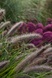 Пеннисетум лисохвостный National Arboretum 2797 фото 6