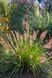 Пеннисетум лисохвостный National Arboretum 2797 фото 5