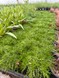 Мшанка шиловидна (Ірландський мох) 3131 фото 5