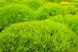 Мшанка шиловидна (Ірландський мох) 3131 фото 3