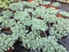 Очиток густолистный (Sedum dasyphyllum) 0082 фото 5