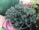 Очиток густолістний (Sedum dasyphyllum) 0082 фото 2