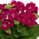 Пеларгонія Зональна Flower Fairy® Velvet 3331 фото 2