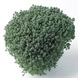 Очиток густолистный (Sedum dasyphyllum) 0082 фото 1