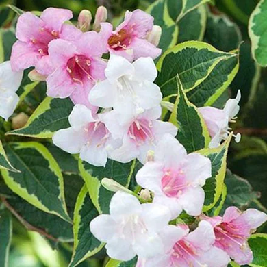 Саженец Вейгела цветущая Nana Variegata