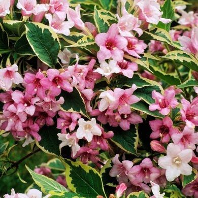 Саженец Вейгела цветущая Nana Variegata