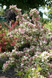 Саженец Вейгела цветущая Nana Variegata
