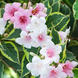 Саженец Вейгела цветущая Nana Variegata