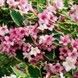 Саженец Вейгела цветущая Nana Variegata