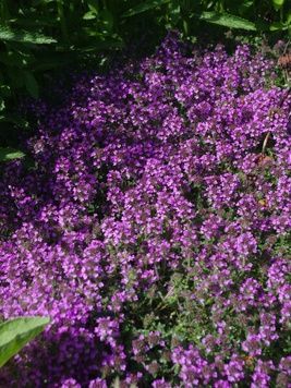 Саженец Тимьян Purple Beauty