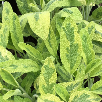 Саженец Шалфей лекарственный Variegata