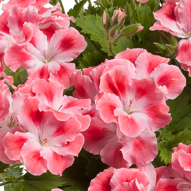 Пеларгония Королевская Candy Flowers® Peach Cloud 3337 фото
