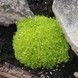 Саженец Мшанка шиловидная Aurea
