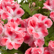 Пеларгония Королевская Candy Flowers® Peach Cloud 3337 фото 2