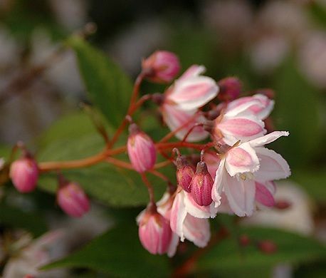 Саженец Дейция пурпурная Kalmiiflora