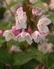 Саженец Дейция пурпурная Kalmiiflora