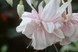 Фуксия Pink Marshmallow 3090 фото 1