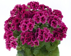 Пеларгония Королевская Candy Flowers Violet, Контейнер Д12