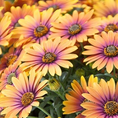 Остеоспермум FlowerPower Purple Sun, 10 вкор. живців
