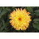 Жоржина Hypnotica Yellow Bicolor 2840 фото 3