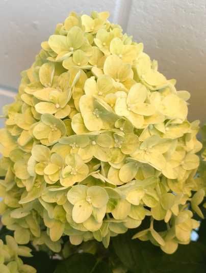 Гортензія волотиста Gardenlight Lemonlight контейнер С4 (3-4